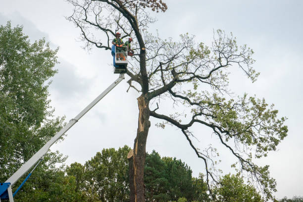 Reliable Sioux Center, IA Tree Care Solutions