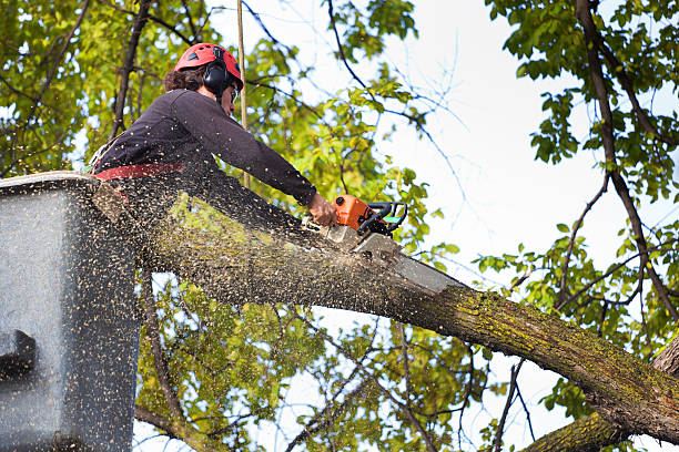 Best Seasonal Cleanup (Spring/Fall)  in Sioux Center, IA